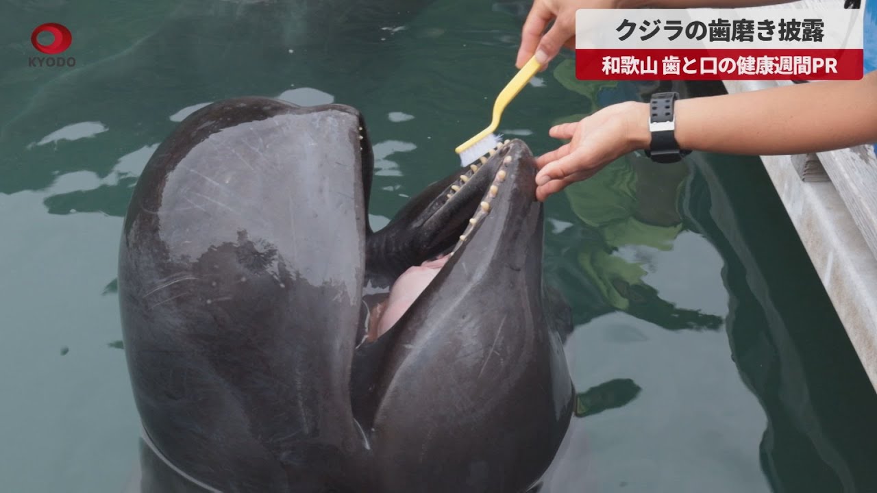 ながす鯨 ひげ歯 人気 あっ!】ナガスクジラやミンククジラひげ 鯨 髭