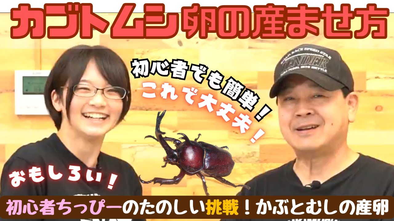 カブト虫、クワガタ虫等産卵飼育セット一式 ブロック崩し付き カブト虫