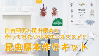 自由研究や昆虫標本を作ってみたい小学生にオススメの昆虫標本作り