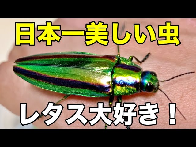 タマムシ(Chrysochroa fulgidissima)エサはレタス！ - YouTube
