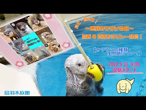 Look! Listen! ~World Otter Day~ Relay broadcast from eight zoos