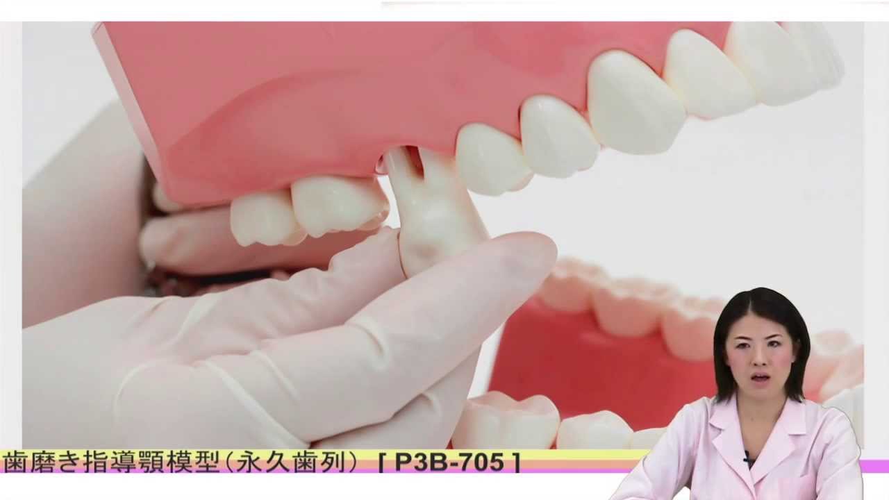 NISSIN 顎模型 実習用模型 歯科衛生士 SRP実習用顎模型 [P15FE-X.