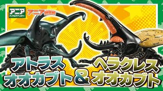 レア ムシキング ギラファ、ヘラクレス、アクティオンセット レア