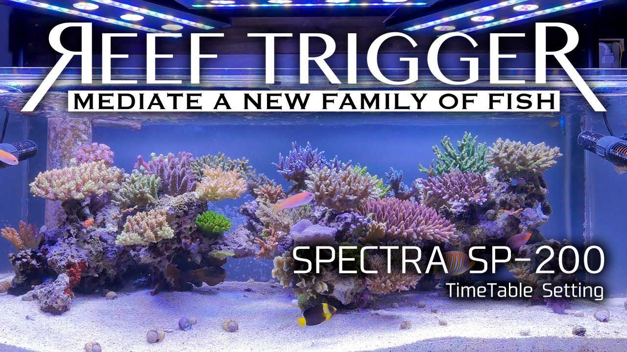 SPECTRA スペクトラ SP200 [当店稼働中/波長アドバイスできます