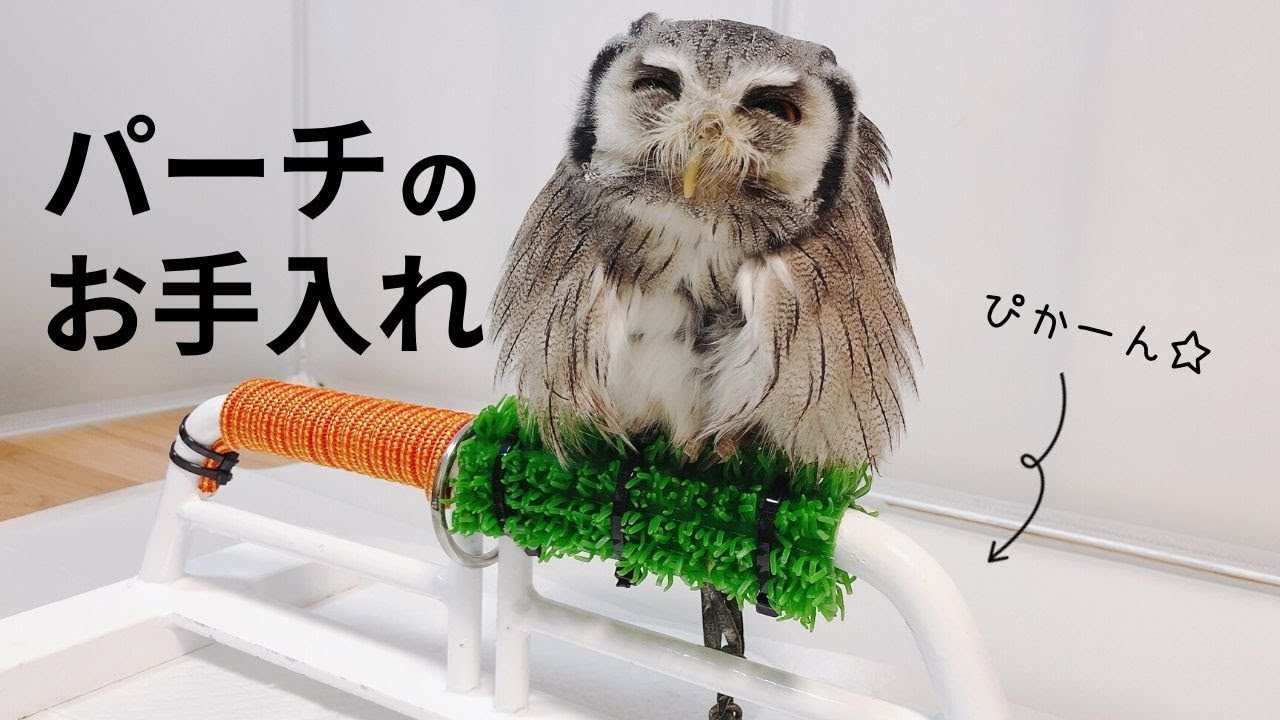 猛禽類パーチ 止まり木 人工芝付き 猛禽類パーチ 止まり木 人工芝付き