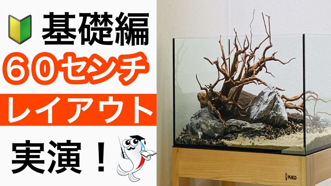 Aquarium layout] Create a stylish aquarium using a 60cm aquarium