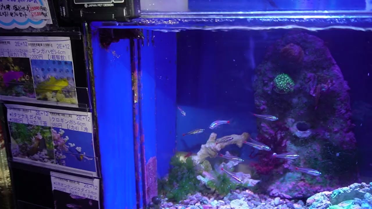 【大阪直接引渡】かんたん槽　水槽　日海センター　NK45 中古 海水魚用 大阪直接引渡】かんたん槽 水槽 日海センター NK45 中古 海水魚用 大阪