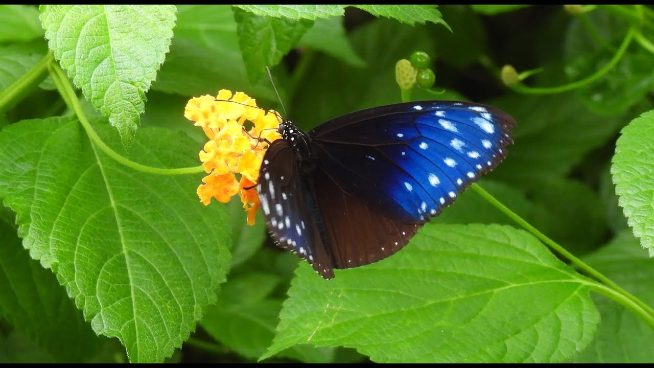 ツマムラサキマダラ54頭 ツマムラサキマダラ54頭 ツマムラサキマダラ54