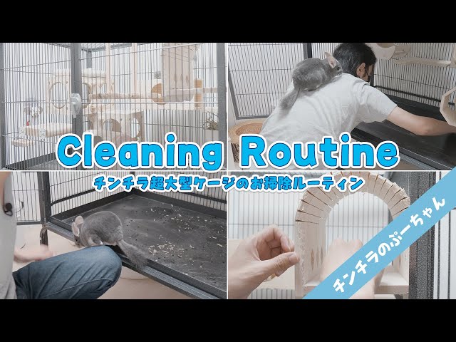 お掃除ルーティン】チンチラ超大型ケージのお掃除は毎日これをするだけ