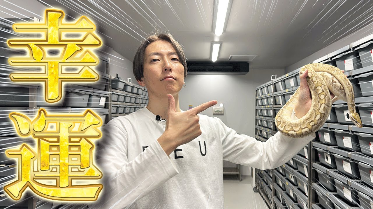 幸運を呼ぶヘビ3選】2025年巳年に最も運の良いモルフ｜ボールパイソン