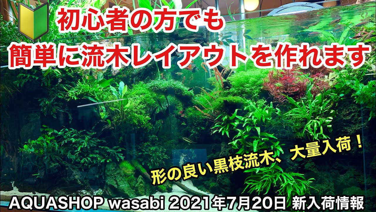 Amazonに出品！極上の形 黒枝流木で簡単水草レイアウト！AQUASHOP