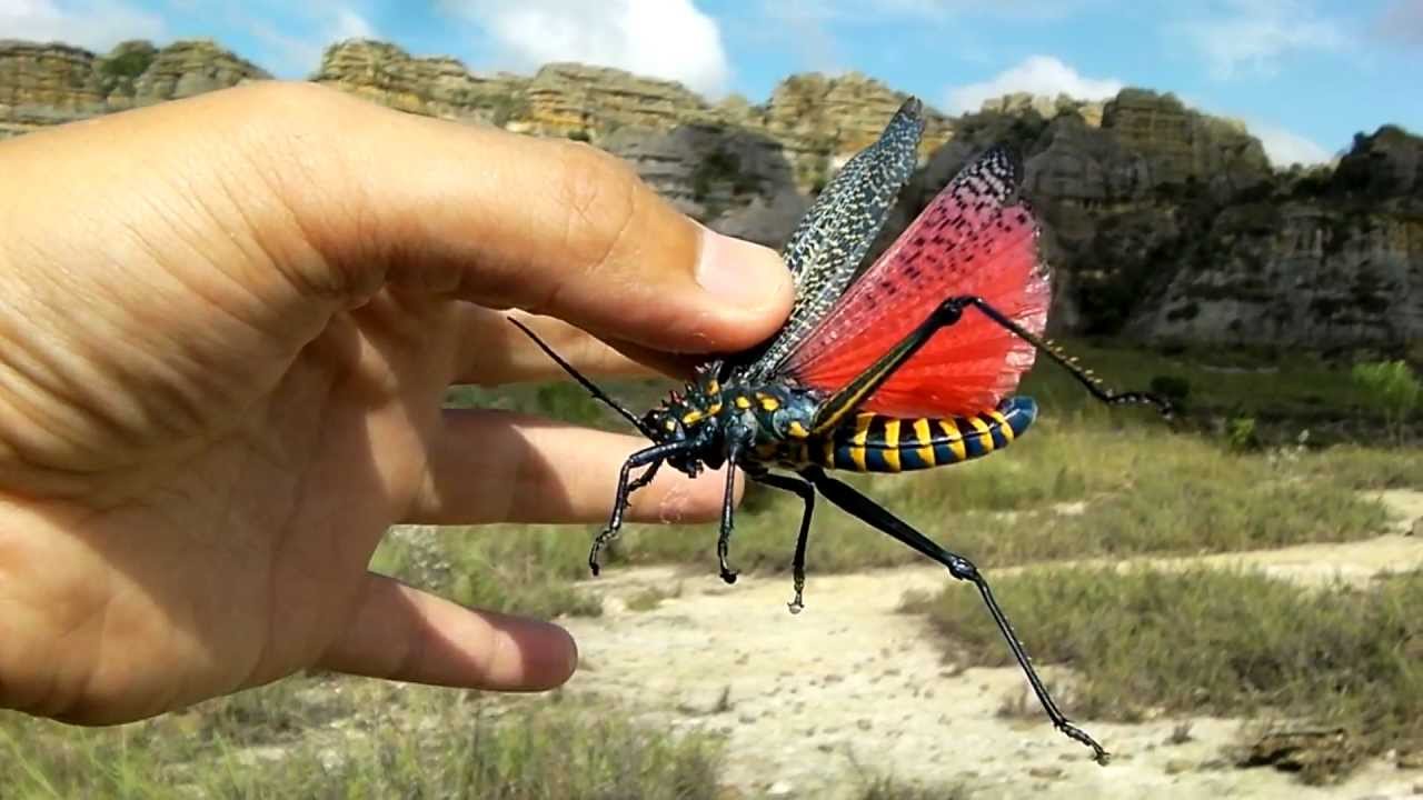 キマダラドクバッタ イサル国立公園 マダガスカル 120201 - YouTube