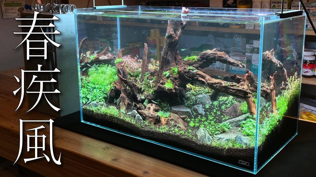 盆栽流木 流木 60センチ水槽 水槽用流木レイアウト 魚の水槽、 水草用