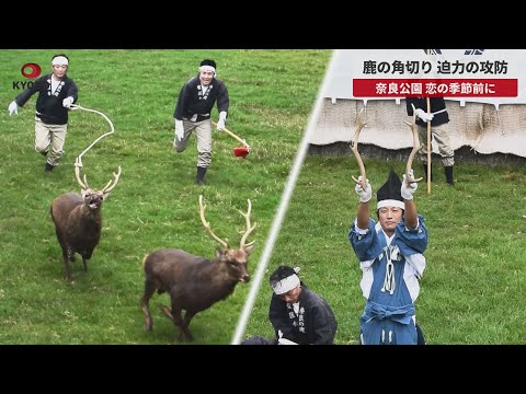速報】鹿の角切り 迫力の攻防 奈良公園 恋の季節前に - YouTube
