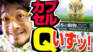ガチャ】可愛い！日本の動物コレクション⑥ 蝦夷地・北海道【4回目