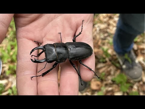 超巨大ヒメオオクワガタがヤバ過ぎる【昆虫採集2022】 - YouTube