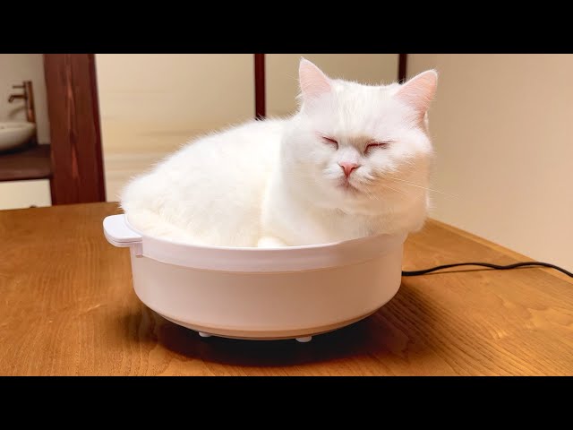 hongama ホンガマ ゴースト キャット ネコ ねこ 猫 cat 陶器 Amazon.co