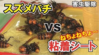 害虫駆除】 粘着シートにどんどんひっつくスズメバチ! 大量捕獲の瞬間
