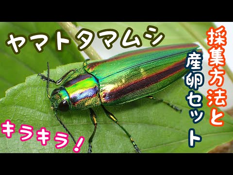 I collected jewel beetles and made an egg-laying set [Insect