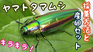 I collected jewel beetles and made an egg-laying set [Insect