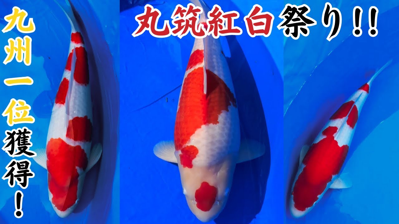 こいこいアクアの予約販売を明日20日(土)より開始します！ - YouTube