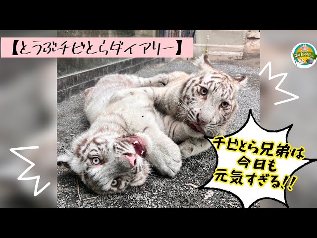 とうぶチビとらダイアリー チビとら兄弟は今日も元気すぎる！！】東武