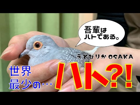 Etopirika OSAKA] Introducing the world's smallest pigeon! [Diamond