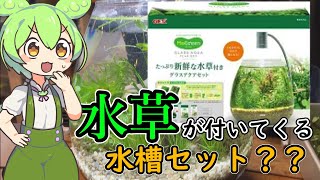 新鮮な水草付きグラスティアーセットの開封＆立ち上げ！ - YouTube
