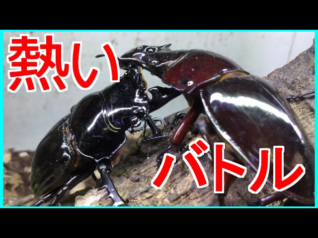赤い目のタランドゥスツヤクワガタ