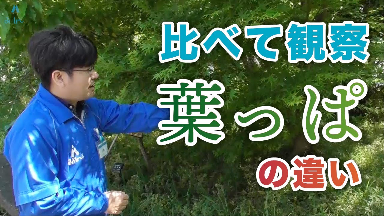 複数枚に見えるけれど、実は1枚な葉っぱの話｜浜松科学館 みらいーら