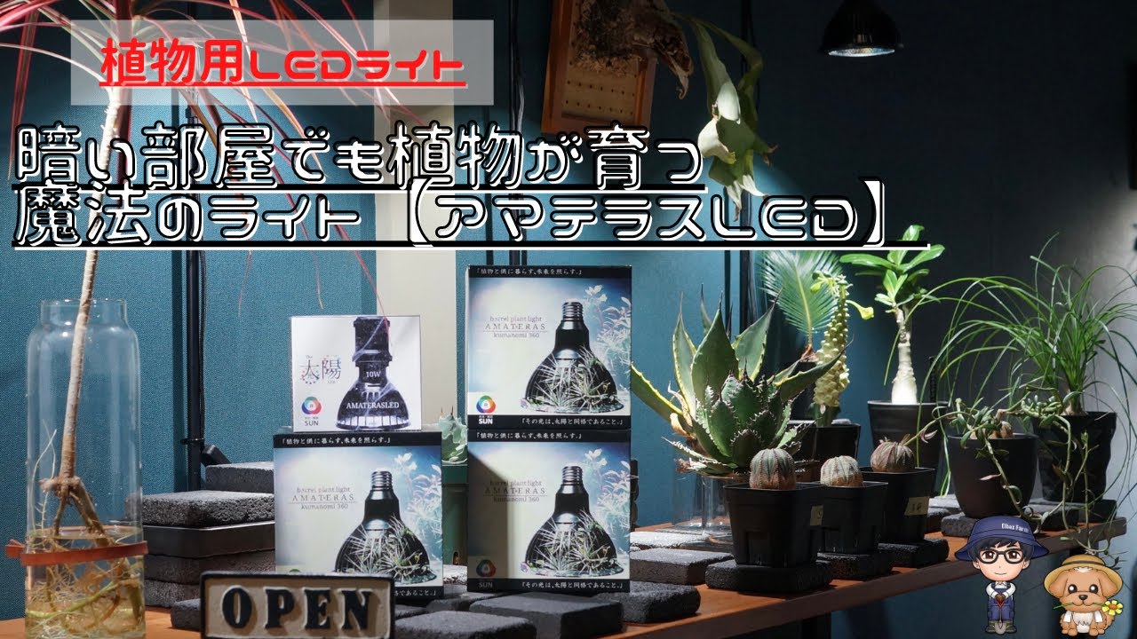 Introducing the magical light [Amaterasu LED] that helps plants