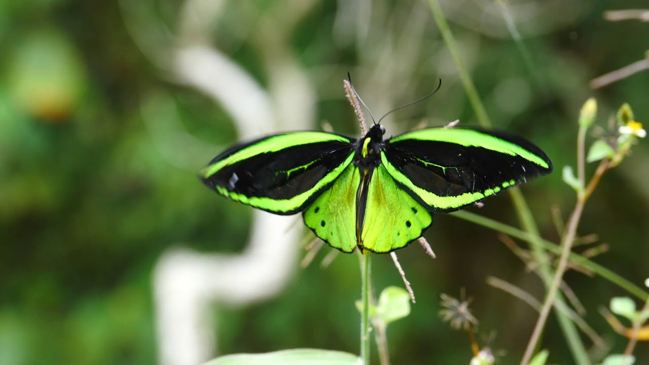 メガネトリバネアゲハ Ornithoptera priamus - YouTube