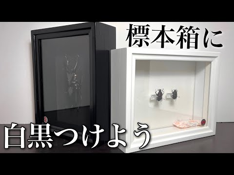Black and White] Introducing the Stylish Specimen Box - YouTube