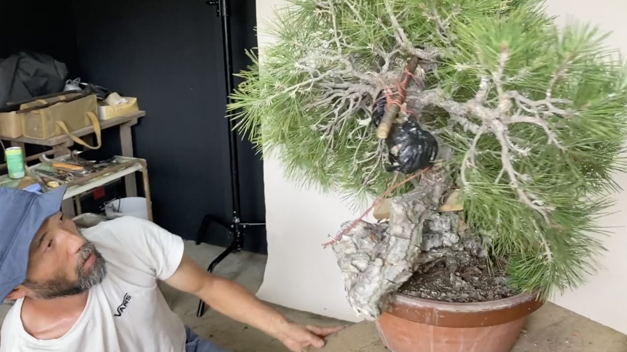 陶雀・雀子小鉢3点セット | 盆栽、盆栽書籍、盆栽鉢の通販│近代出版