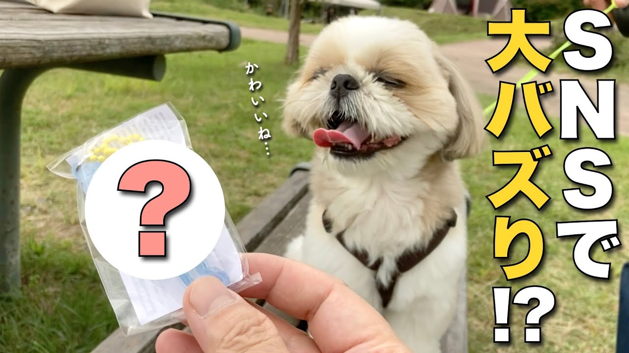 シーズー】SNSで大バズりしたアレをゲットしにいくシーズー犬！www