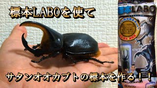 Super Easy] I tried making a memorable rhinoceros beetle specimen