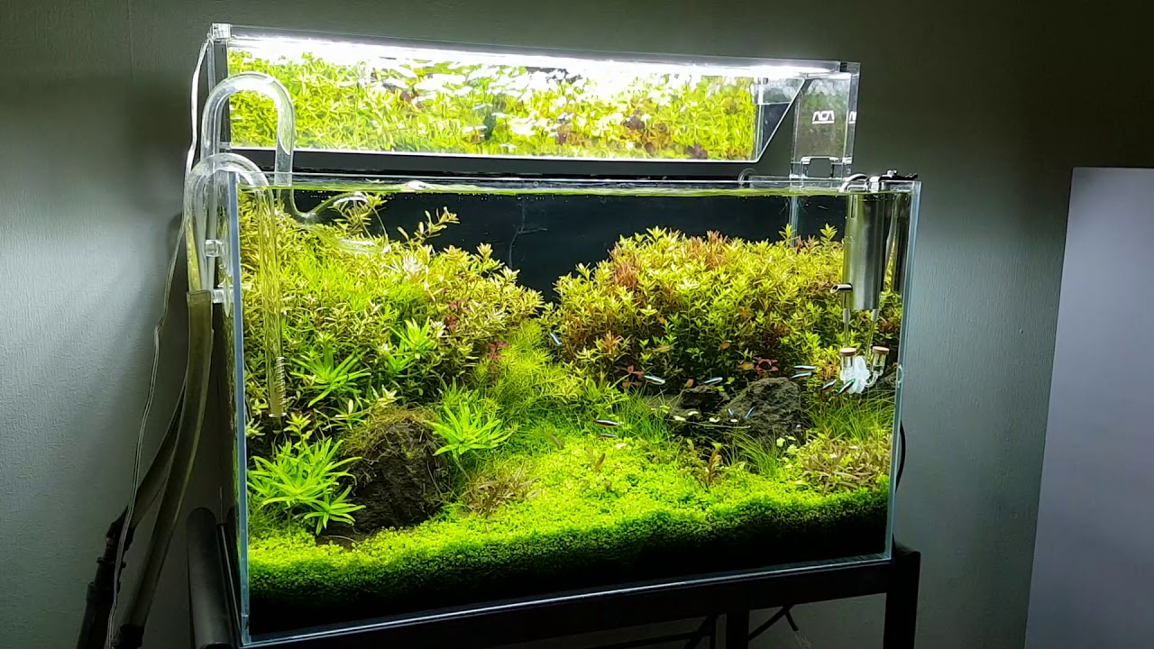 ADA CUBE GARDEN キューブガーデン 36cm水槽 諸々セット ADA CUBE