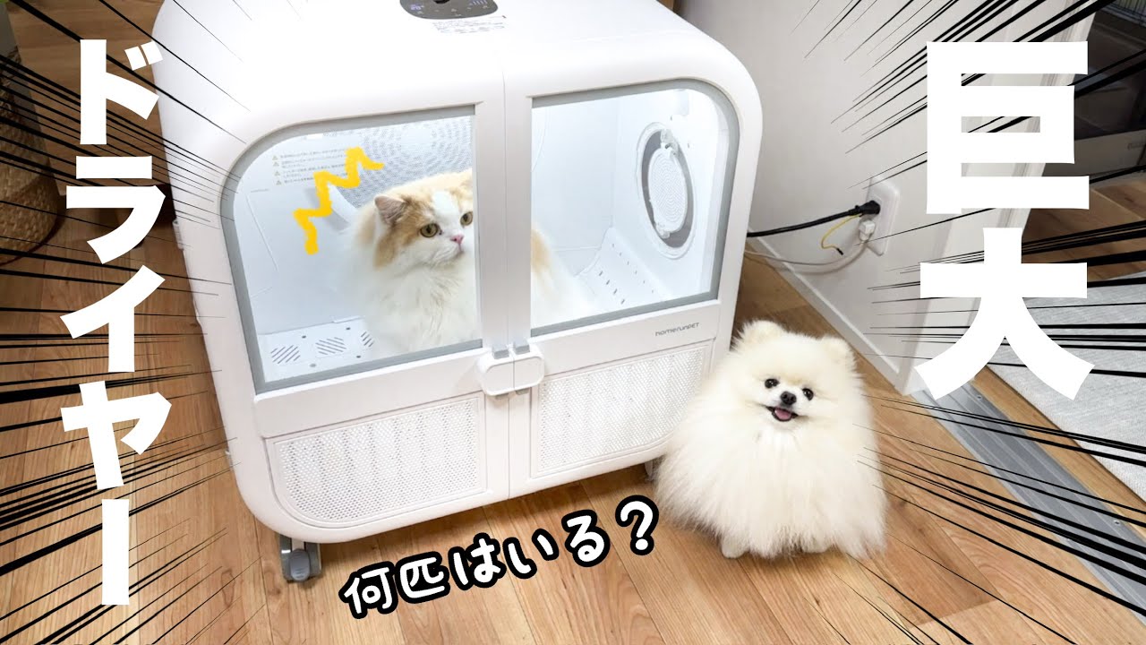 runPET Drybo Ultra ペット用ドライヤー ペット用大型ドライヤーハウス