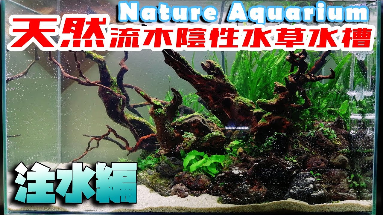 Driftwood Nature Aquarium Layout / Shade-Shaded Aquatic Plants