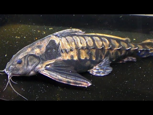 I started to keep the monster catfish 