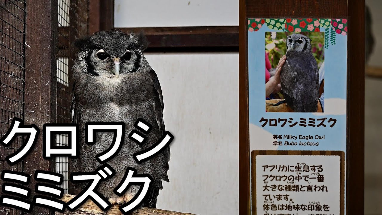 Z50】クロワシミミズク high quality video - YouTube