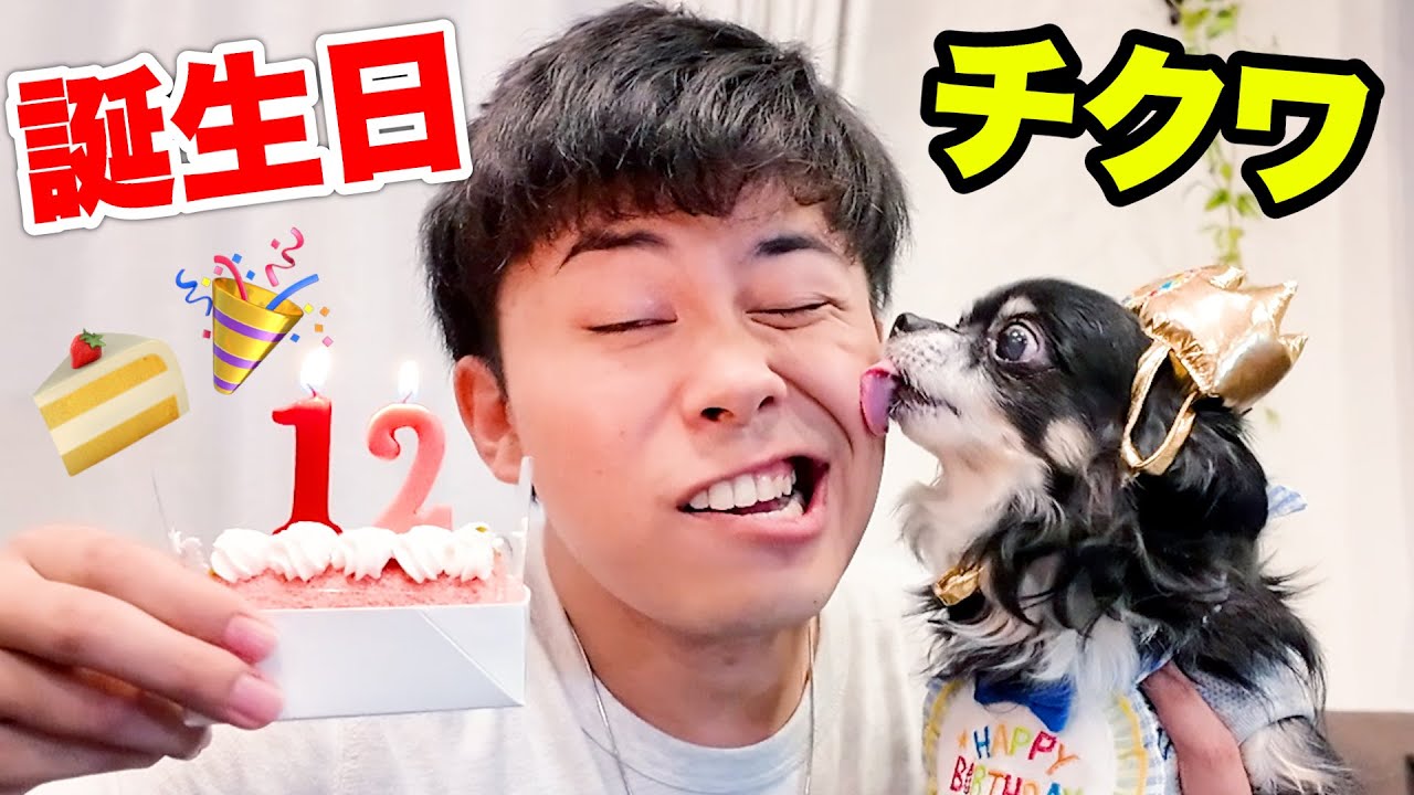 Birthday] Chihuahua Chikuwa turned 12, so we celebrated with the