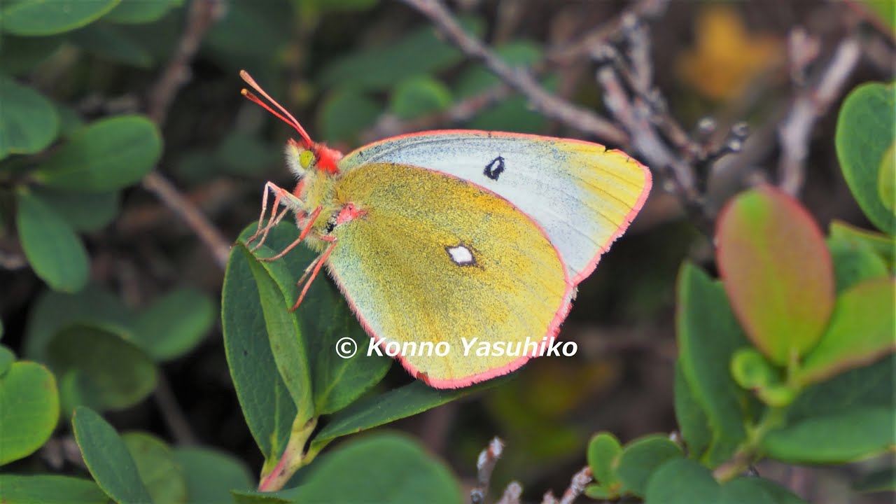 割引 【国産蝶標本】ミヤマモンキチョウ♂/富山県.赤木岳産/47mm 国産