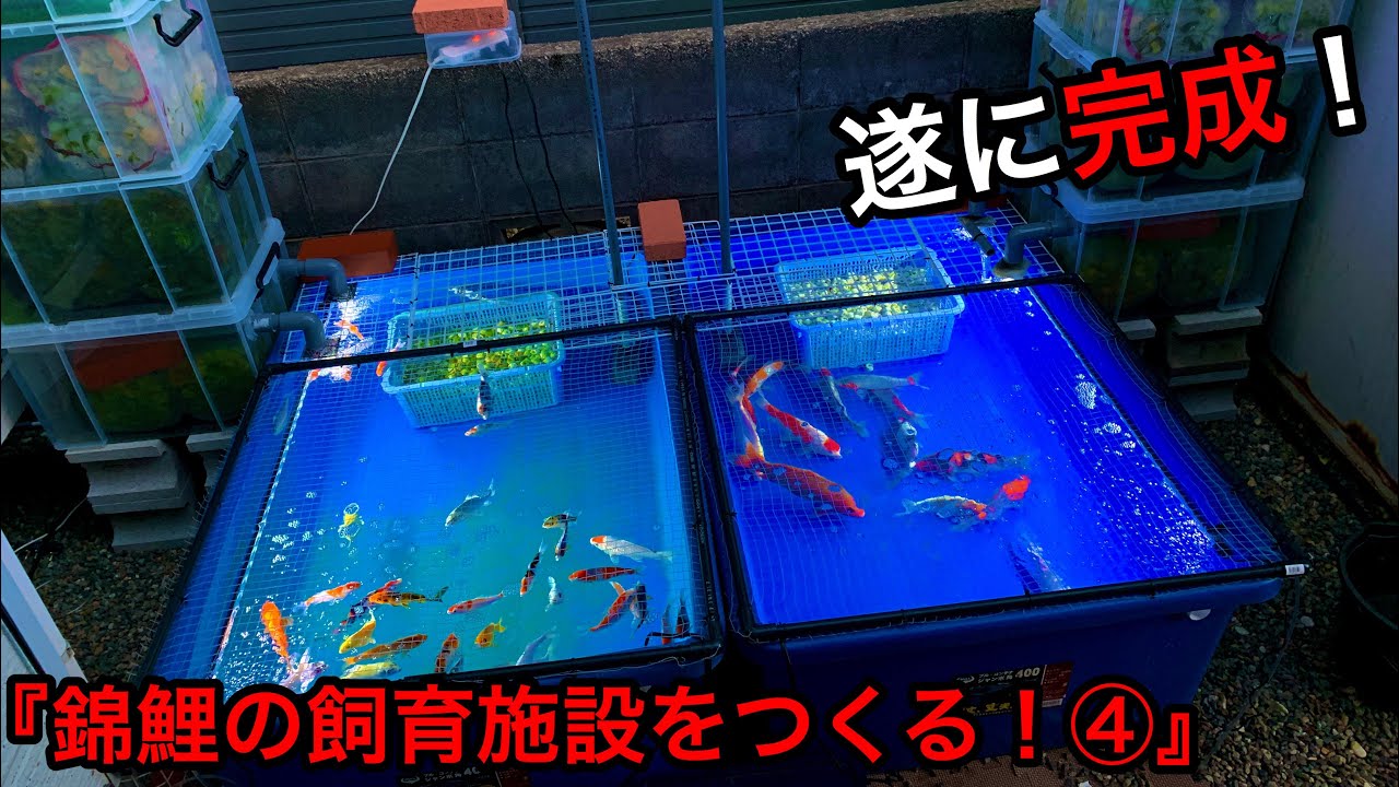 コンテナ水槽 プラ舟 錦鯉 金魚