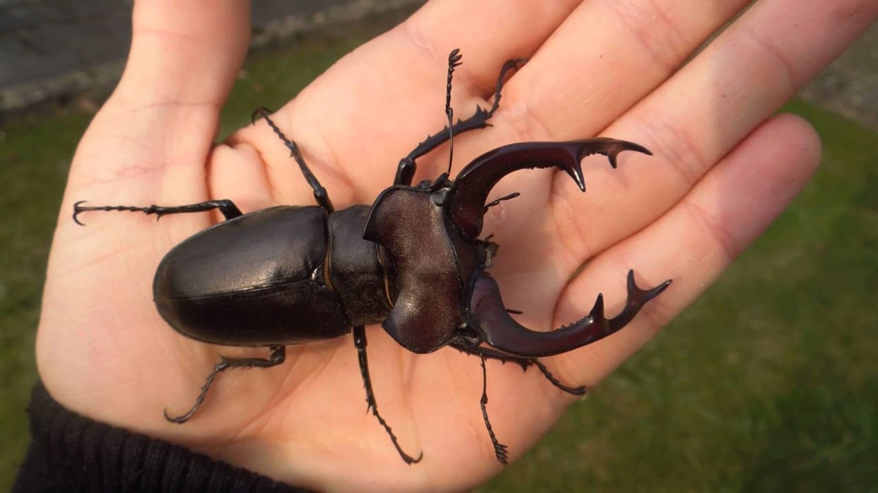 Lucanus cervus judaicus - Stag Beetle / Hirschkäfer - YouTube