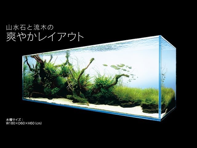 ADAview] AJ226連動-180cm水槽レイアウト スリムウッド編 - YouTube