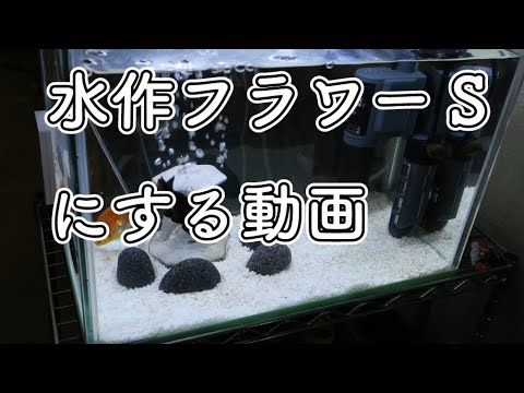 Installing Suisaku Flower S in the Ranchu tank. Chobihige has