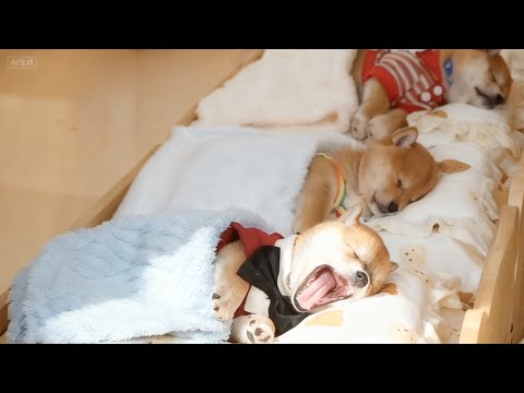 母の日 人間 犬の巣 巨大な猫の巣 テント Lazyソファ 心地よい巣