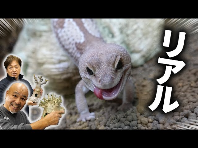 We tried out the layout of our new product, the Real Route Shelter