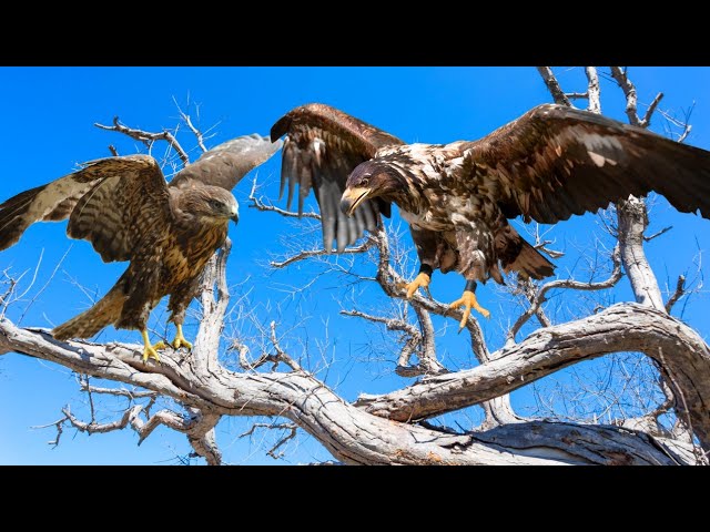 Eagle vs Hawk: Facts, differences and Habitat | Birds Documentary